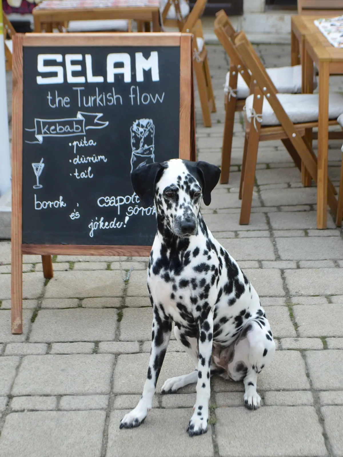 SELAM — Dalmata kutya a SELAM krétatáblája mellett